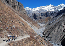 trek to phedi